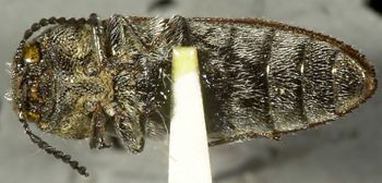 Media type: image;   Entomology 24417 Aspect: habitus ventral view
